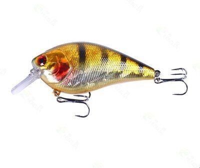 Square Bill (0-5 ft) - Gold Black