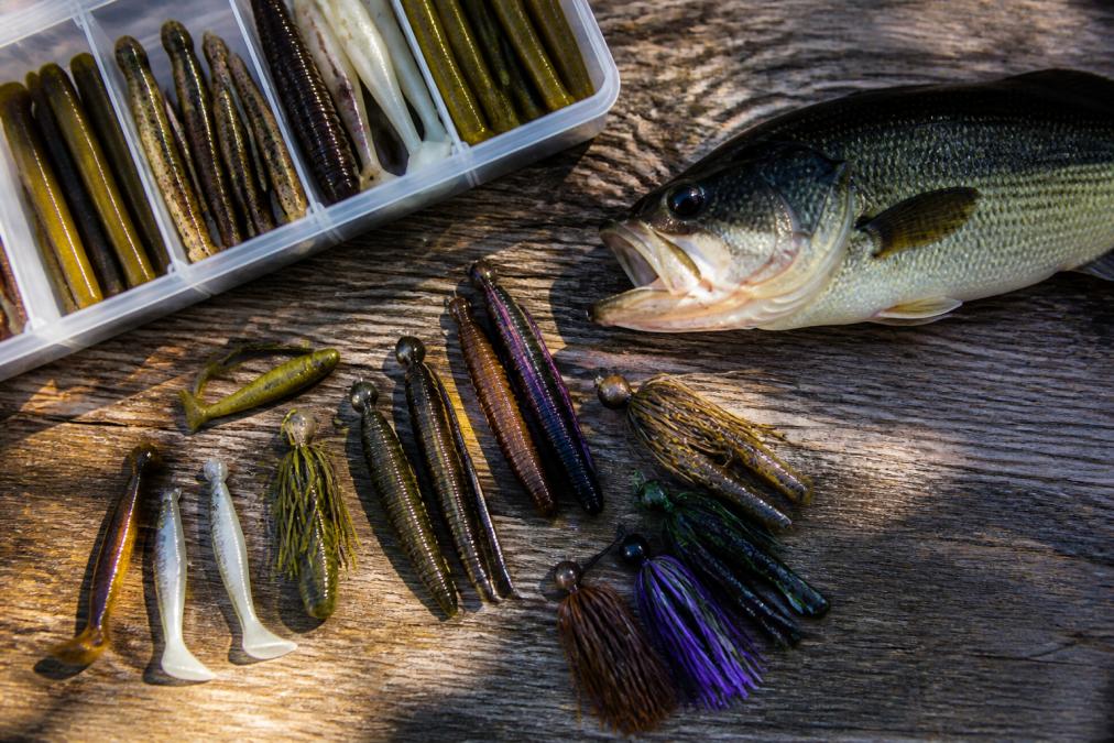 What Attracts Bass Fish the Most: A 2026 Angler's Guide