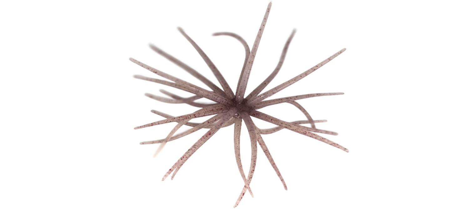 Urchin