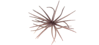 Urchin